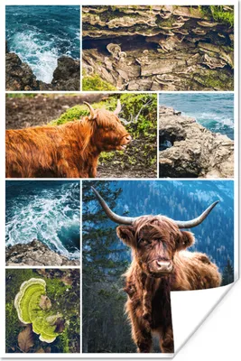 Produktbild von MuchoWow® Poster Schottischer Highlander - Collage - Tiere 40x60 cm - Plakate für die Wand - Poster Babyzimmer