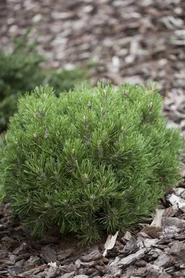 Produktbild von Pinus uncinata 'Heideperle', Berg-Kiefer, kompakt, 20–25 cm
