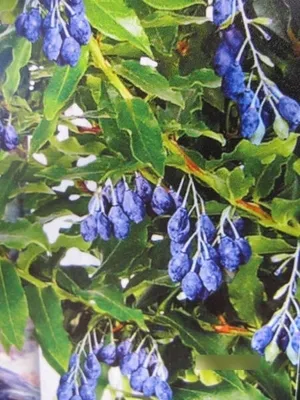 Produktbild von Vaccinium corymbosum Lucky Berry ® - Heidelbeere Lucky Berry ®