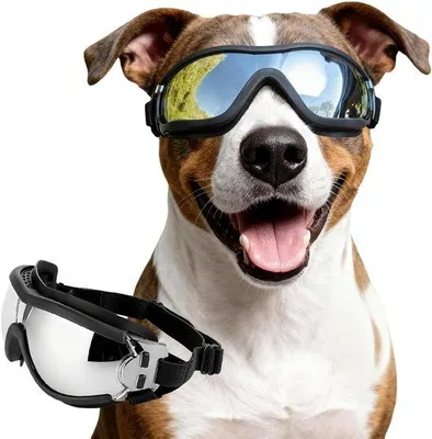 Produktbild von Verstellbare Hundebrille Wasser- und Winddicht - Sicherheitsbrille für Motorrad oder Fahrrad