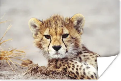 Produktbild von MuchoWow® Poster Gepard - Jung - Porträt 30x20 cm - Plakate - Print