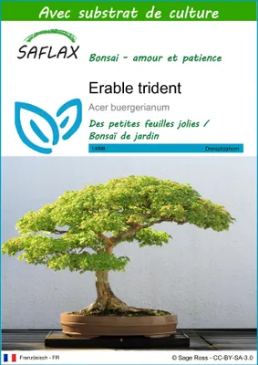 Image de SAFLAX  - Erable trident - 30 graines - Avec substrat - Acer