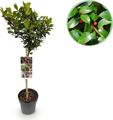 Image de Ilex meserveae Blue Maid - Plante sur tige - Plante de terrasse - Caduc - Peu d'entretien - 80-90cm - Ø19cm - Plante de jardin