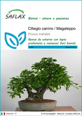 Immagine prodotto di SAFLAX  - Ciliegio canino / Magaleppo - 30 semi - Prunus