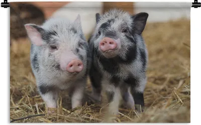 Produktbild von MuchoWow® Wandteppich Wandbehang Schwein - Tiere - Ferkel 90x60 cm Tapisserie Dekoration Wandtuch - Wandskulpturen - Bildteppich