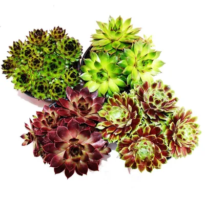 Produktbild von Hauswurz - Set aus 4 verschiedenen Sempervivum-Sorten
