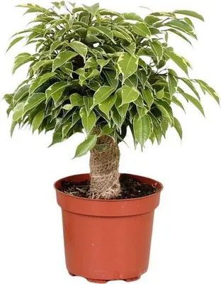 Immagine prodotto di Betulle – Fico – Ficus Benjamina Kinky – Pianta da appartamento Ø12 cm ↕28 cm – Pianta verde facile da curare che purifica l'aria, ideale per la casa e l'ufficio