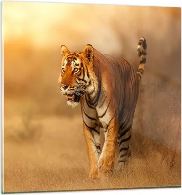Produktbild von Bilder auf glas - tiger tier - 30x30cm - Glasbilder - Wandbilder - Bilder - Kunstdruck - zum Aufhängen bereit - Wanddekoration aus Glas - Glas Bilder - Wandbild auf Glas - Einteilig - GAC30x30-3946