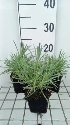 Obrázok produktu pre 6 x Dianthus (p) 'Albus Plenus' - Klinček - kvetináč 9 x 9 cm