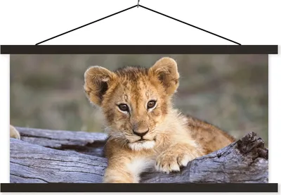 Produktbild von MuchoWow® Textilposter Jungtier - Tier - Natur 90x45 cm mit schwarzem Rahmen - Klemmleisten