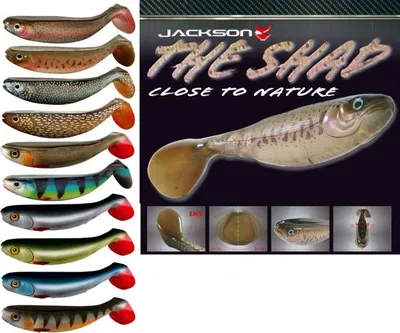 Produktbild von Jackson The Shad Gummifische , Länge:10cm, Farbe:Perch - Barsch