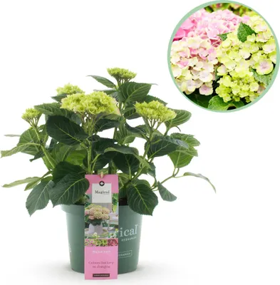 Image de Green boutiQ - Plante de terrasse - Hortensia - Hydrangea Magical Jewel Pink - Rose - 6 à 10 fleurs - Pot de 23 cm, hauteur 55 cm