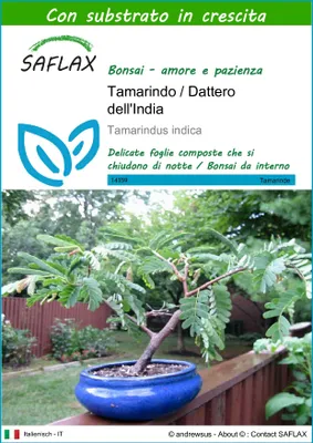 Immagine prodotto di SAFLAX  - Tamarindo / Dattero dell'India - 4 semi - Con substrato - Tamarindus