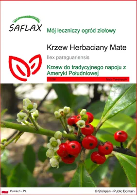 Zdjęcie produktu dla SAFLAX - Krzew Herbaciany Mate - 10 Nasiona - Ilex paraguariensis