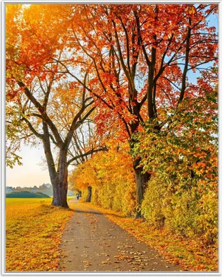 Produktbild von Wallario Wandbild Herbstlicher Waldweg mit buntem Laub, Größe: 40,30 x 50,30 cm, Poster mit weißem Aluminiumrahmen