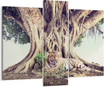 Produktbild von Bild auf Leinwand - Leinwandbild - 3 Teile - Tiger Wild Baum - 95x80cm - Wand Bild - Wanddeko - Wandbilder - Leinwanddruck - Bilder - Wanddekoration - Leinwand bilder - Wandbild - CB95x80-5124