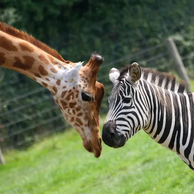 Produktbild von Tiere Kunstdruck Bild - Nasen - Kuss, Giraffe Und Zebra (40 x 40 cm)