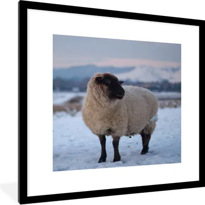 Produktbild von MuchoWow® Gerahmtes Poster Schaf - Schnee - Berg 40x40 cm - Poster mit Schwarzem Bilderrahmen Wandposter Rahmen Foto Bilder - Poster - Plakat im Rahmen