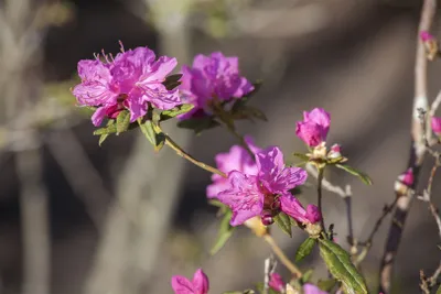 Produktbild von Rhododendron dauricum 'Boskoop Ostara', rosa Blüten, 30–40 cm