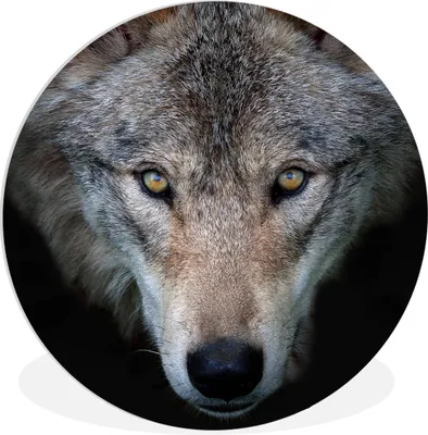 Produktbild von MuchoWow® Rundes Wandbild - Runde Bilder Wolf - Porträt - Schwarz Ø 60 cm Kreis Wanddekoration Kunststoff - Wandkreis - Wandschmuck - Wand Kreis - Das Schlafzimmer - Die Bilder - Wandmalerei - Kunst für das Haus - das Plastik