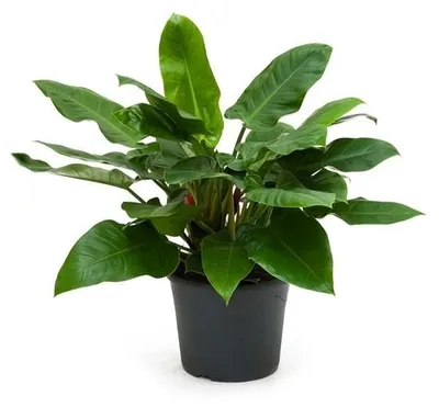 Obrázek produktu pro Philodendron 'Imperial Green' cca 35 cm - stromový přítel - pokojová rostlina