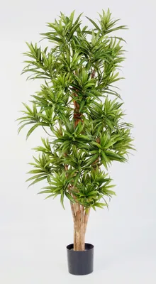 Produktbild von artplants.de Deko Dracaena Reflexa YASU, 1975 Blätter, grün, schwer entflammbar, 180cm - Künstliche Drachenbaum - Kunstpflanze