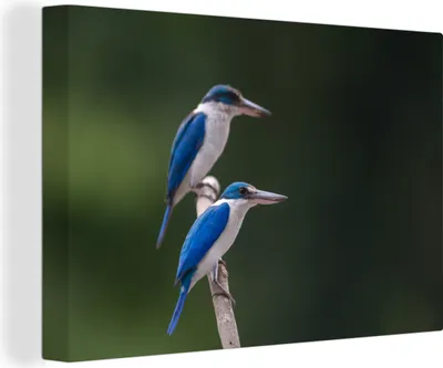 Produktbild von OneMillionCanvasses® - Leinwandbilder - 140x90 cm, Zwei schöne Halsbandeisvögel auf einem Ast, Wandbilder Kunstdruck Wanddekoration - Foto auf Leinwand - Gemälde auf Holzrahmen