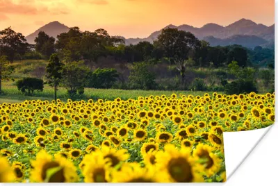 Produktbild von MuchoWow® Poster Sonnenblume - Natur - Berg 120x80 cm - Bilder