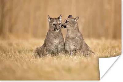 Produktbild von MuchoWow® Poster Puma - Tiere - Liebe 60x40 cm - Schlafzimmerdekoration