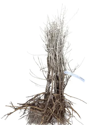 Obrázok produktu pre 10 kusov olivovníka – Elaeagnus angustifolia | výška 60-90 cm, bez koreňového balu