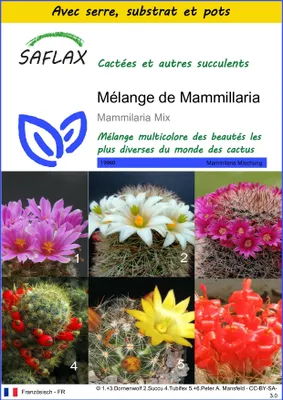 Image de SAFLAX Ensemble de culture - Mélange de Mammillaria - 40 graines - Mammilaria