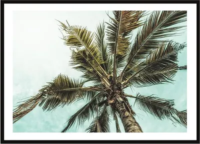 Produktbild von Bildplakat im Rahmen 33x43 cm Palm P2246