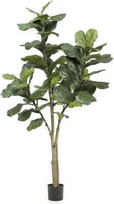 Produktbild von Kunstpflanze Ficus Lyrata Geigenfeige ↕180cm Große Pflegefreie Dekopflanze