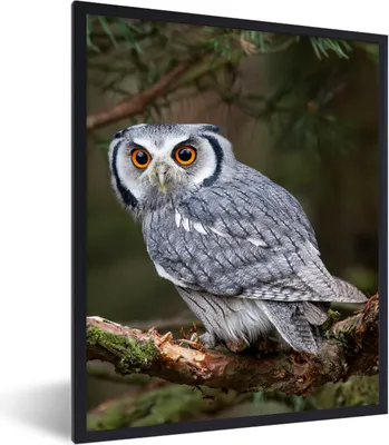 Produktbild von MuchoWow® Gerahmtes Poster Eule - Vogel - Äste - Natur 60x80 cm - Poster mit Schwarzem Bilderrahmen Wandposter Rahmen Foto Bilder - Premium - Wanddeko Wohnzimmer