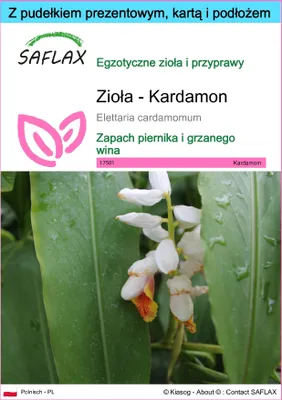 Zdjęcie produktu dla SAFLAX - Zestaw prezentowy - Zioła - Kardamon - 20 Nasiona - Z pudełkiem upominkowym, etykietą wysyłkową, kartą podarunkową i podłożem uprawowym - Elettaria cardamomum