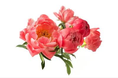 Produktbild von Muralo Fototapete Blumen 270 (B) x 180 (H) cm Vlies Tapete Wandtapeten Wohnzimmer Schlafzimmer moderne Wandbilder XXL Pflanzen Natur Wand Dekoration