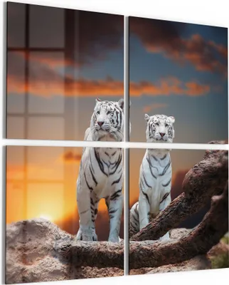 Produktbild von DEQORI Glasbild Echtglas 4x50x50 cm 'Weiße Tiger im Abendlicht' Wandbilder XXL groß