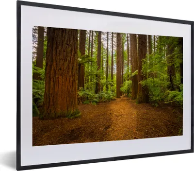Produktbild von MuchoWow® MuchoWow® Gerahmtes Poster Bild eines Waldes mit Mammutbäumen 40x30 cm - Poster mit zchwarzem Bilderrahmen - Bilderrahmen - Poster im Rahmen