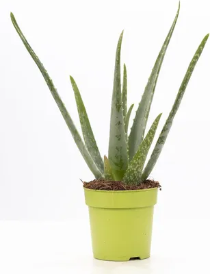 Obrázok produktu pre Aloe vera, priemer 12 cm, výška 40 cm, nenáročná izbová rastlina s hrubými zelenými listami, dekorácia
