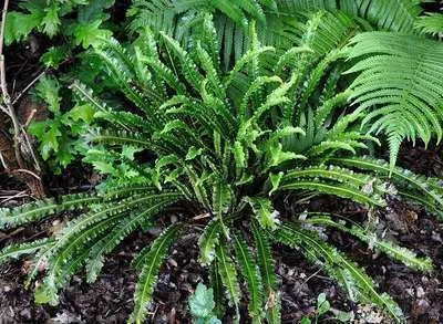 Immagine prodotto di 6 x Asplenium scol. 'Undulatum' - Felce lingua di cervo ondulata - vaso 9 x 9 cm
