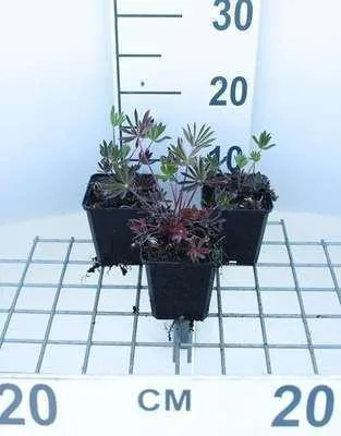 Image de 6 x Lupinus hybr. 'Gallery Red' - Lupin - Pot 9 x 9 cm
