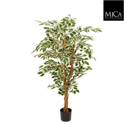 Produktbild von Ficus Hawaï Bunt 150cm, exklusive Blumentopf - Bunt