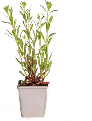 Zdjęcie produktu dla Bloomique - Gaura Lindheimeri - Piękna świeca - Rośliny ogrodowe - Wytrzymałe - Przyjazne dla zwierząt - Wysokość 10-20 cm - Doniczka 9x9 cm