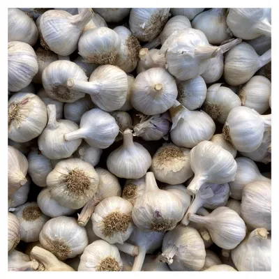 Produktbild von Weißer Pflanzknoblauch Steckknoblauch (1 Kg)