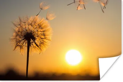 Produktbild von MuchoWow® Poster Löwenzahn - Sonne - Sonnenuntergang 30x20 cm - Plakate - Print
