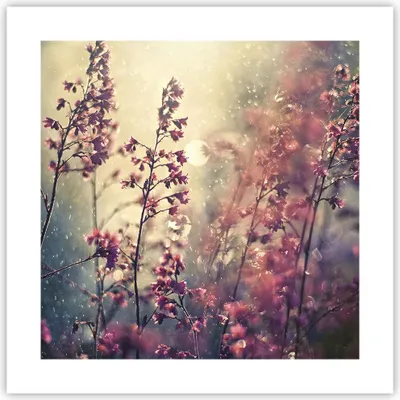 Produktbild von Poster - Poster ohne Rahmen - Blumen Regen Licht - 40x40 cm - Wand Bild - Wanddeko - Wandbilder - Kunstposter - Wandposter - Bilder - Kunstdruck - Wanddekoration - Wandbild - P2XAC40x40-4218