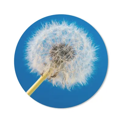 Produktbild von MuchoWow® Mauspad Mousepad Löwenzahn - Blume - Terrasse 20x20 cm - Mousepads - Maus Mat - Pad - Mausunterlage - Schreibtischmatte