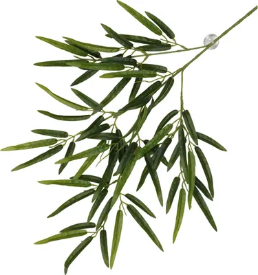 Immagine prodotto di Terra Della pianta pensile in bambù verde