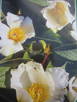 Produktbild von japanische Scheinkamelie - Stewartia pseudocamellia - Kamelie