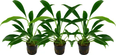 Produktbild von Aquarium Pflanze 3 Stück Anubias barteri Wasserpflanze AquaOne Nr.301C Set